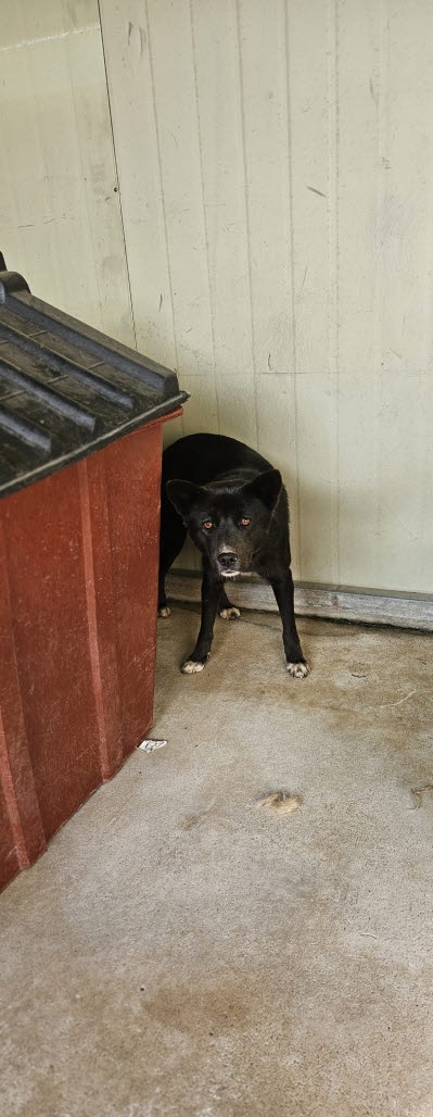 보호중 믹스견의 가…